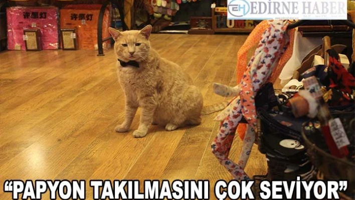 Papyonlu kedi 'Behlül' dükkanın maskotu oldu