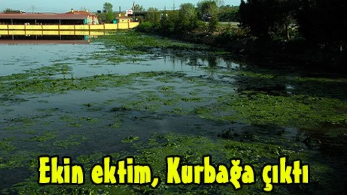Ekin ektim, Kurbağa çıktı