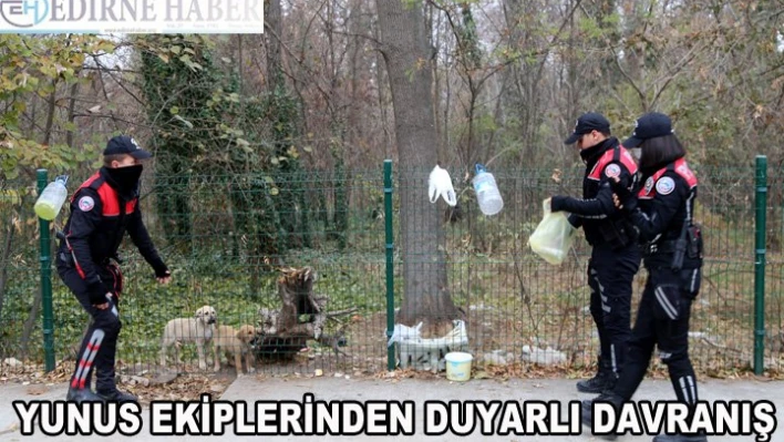 Yunuslar, yavru köpekleri sütle beslediler
