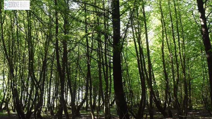 Piknik yapmanın bedeli pahalıya patladı