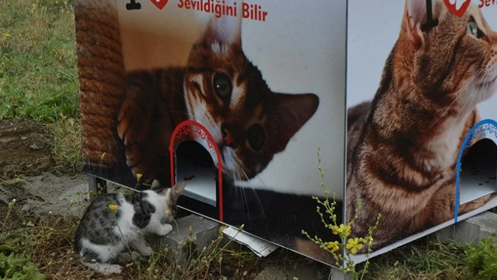 Sokak kedileri aç kalmayacak