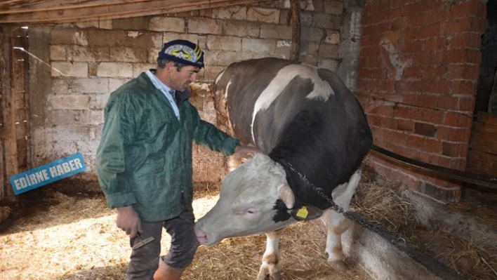 Şampiyon satılık
