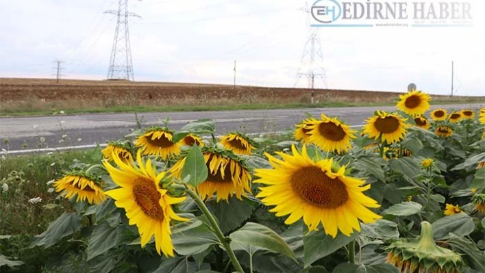 Yağışlar, ayçiçeğinde verim ve kaliteyi artırdı