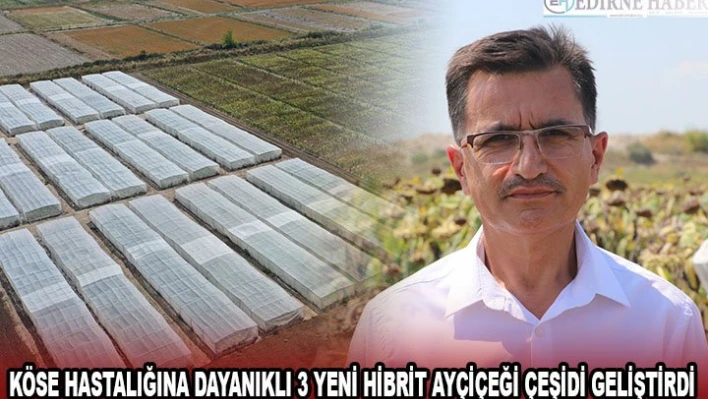 Köse hastalığına dayanıklı 3 yeni hibrit ayçiçeği çeşidi geliştirdi