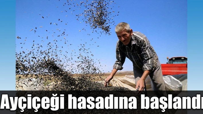 Hasat başladı