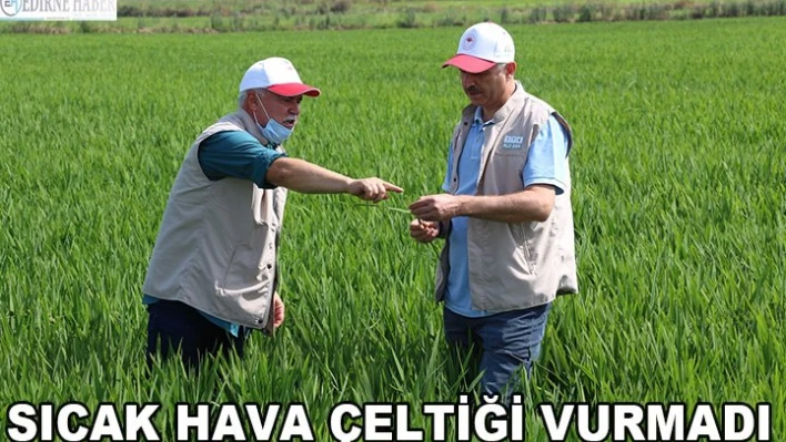 Edirne'de sıcak hava gelişim dönemindeki çeltiği etkilemedi