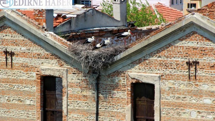  Tarihi koza fabrikası leyleklere yuva oldu