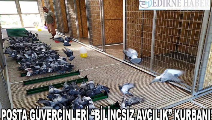 Posta güvercinleri 'bilinçsiz avcılık' kurbanı