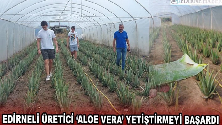 EDİRNELİ ÜRETİCİ â€˜ALOE VERA' YETİŞTİRMEYİ BAŞARDI