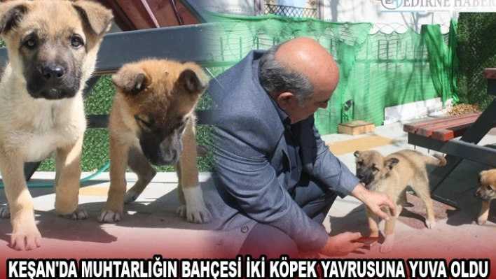KEŞAN'DA MUHTARLIĞIN BAHÇESİ İKİ KÖPEK YAVRUSUNA YUVA OLDU