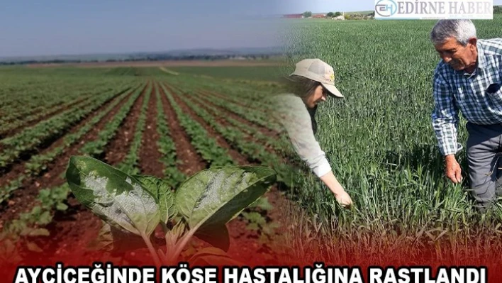 Ayçiçeği ekili bazı alanlarda köse hastalığına rastlandı