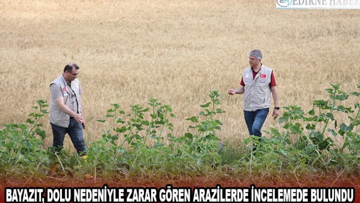 Bayazıt, dolu nedeniyle zarar gören arazilerde incelemede bulundu