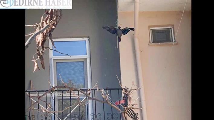 Kargaya işkence tepki çekti