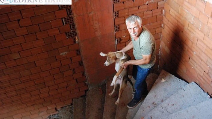 Bu köpek buraya nasıl çıktı?
