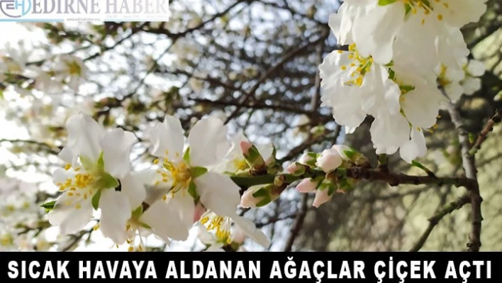 Artan hava sıcaklığına aldanan bazı meyve ağaçları çiçek açtı