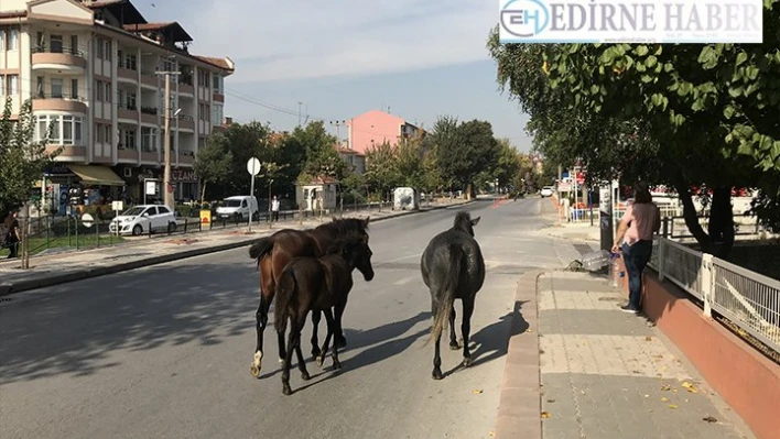 Ne olacak bu atlar?