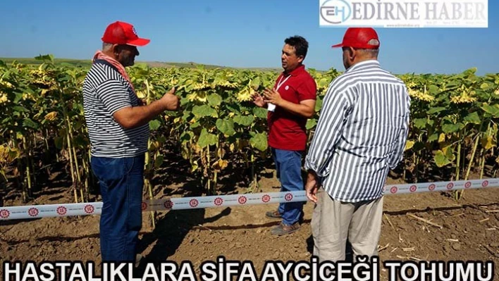 Ayçiçeğin tohumu geliştirildi