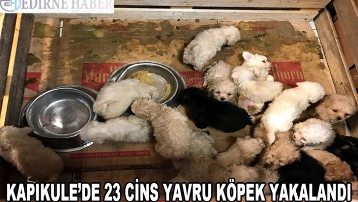 Kapıkule'de bir otobüste 23 cins yavru köpek yakalandı