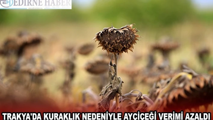 TRAKYA'DA KURAKLIK NEDENİYLE AYÇİÇEĞİ VERİMİ AZALDI