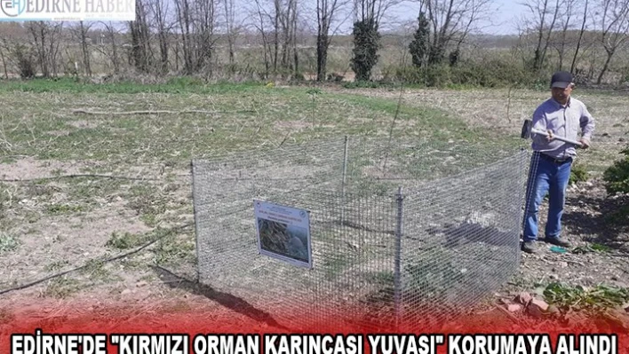 EDİRNE'DE 'KIRMIZI ORMAN KARINCASI YUVASI' KORUMAYA ALINDI