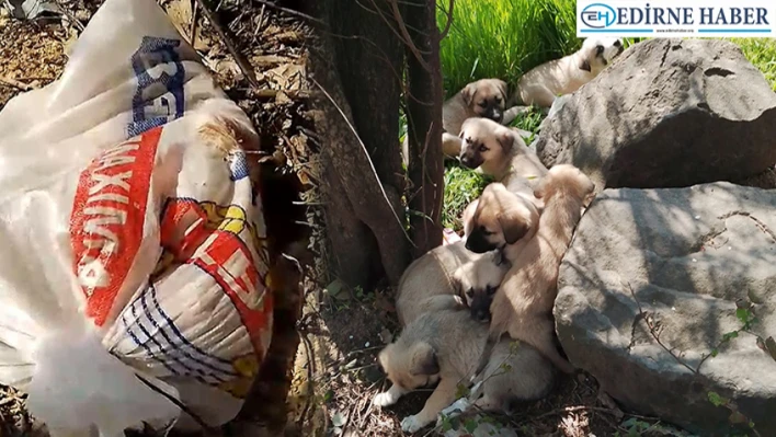 Ağzı bağlı çuvallar içinde bırakılan 14 köpek yavrusu kurtarıldı