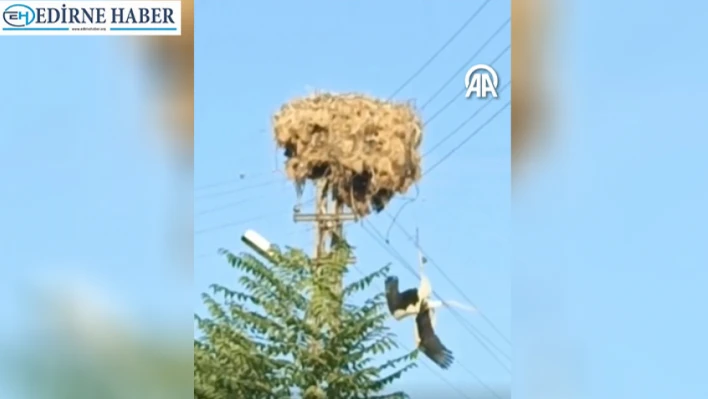 Ayağına ip dolandığı için yuvasında mahsur kalan leylek kurtarıldı