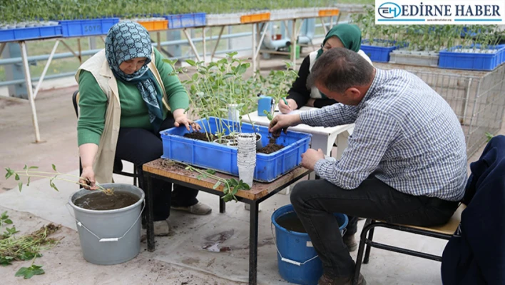 Ayçiçeğinde canavar otu ile savaş başladı