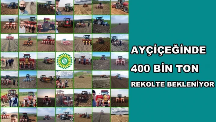 Ayçiçeğinde 400 bin ton rekolte bekleniyor