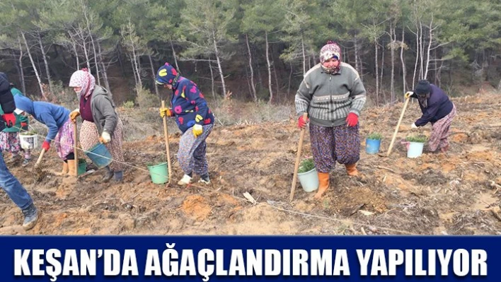 'Ağaçlandırma çalışması devam ediyor'