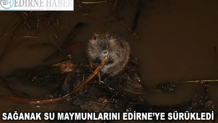 Sağanak su maymunlarını Edirne'ye sürükledi
