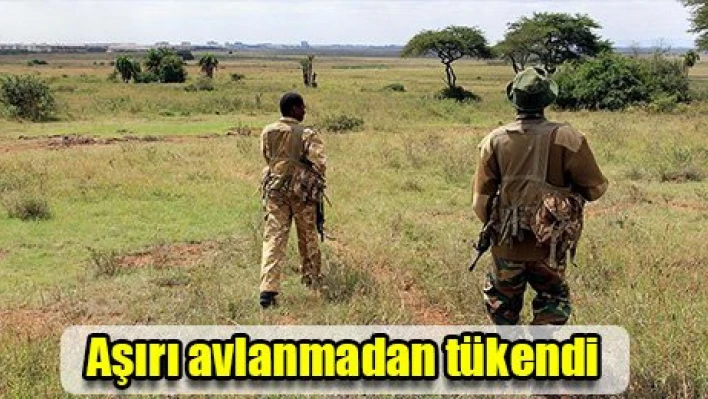 Aşırı avlanmadan tükendi