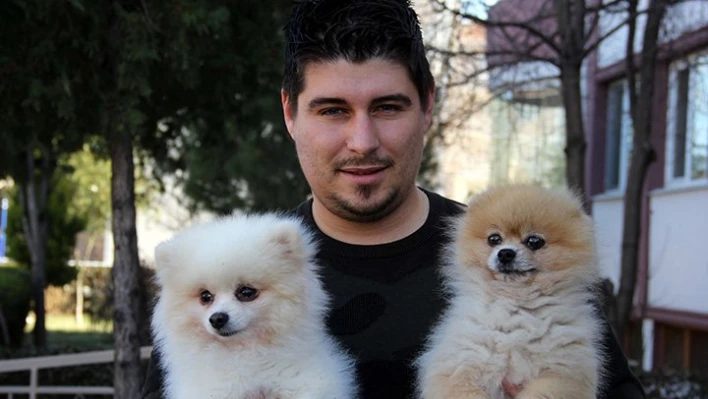 Araba fiyatına köpek