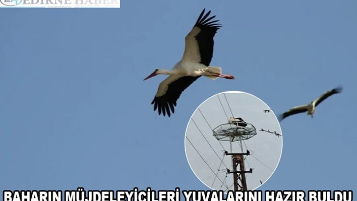 Baharın müjdeleyicileri yuvalarını hazır buldu