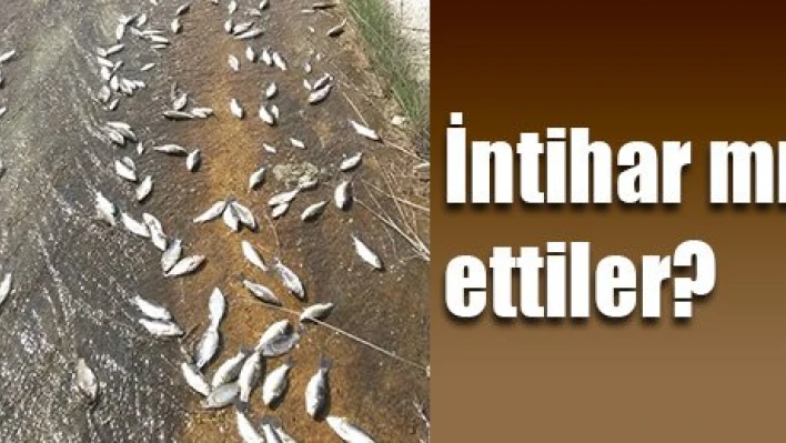 Balıklar intihar mı etti?