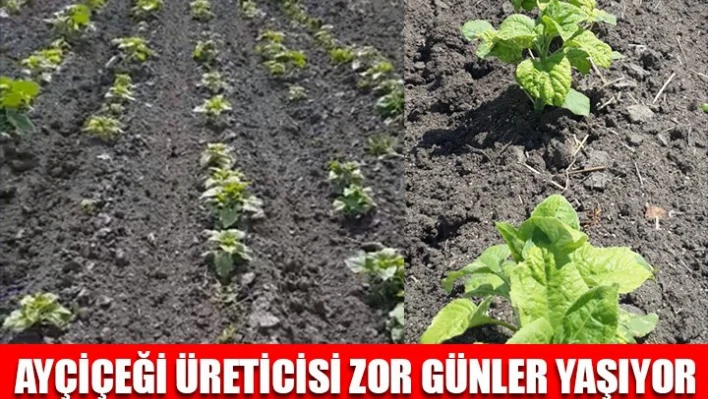 Ayçiçeği üreticisi zorda