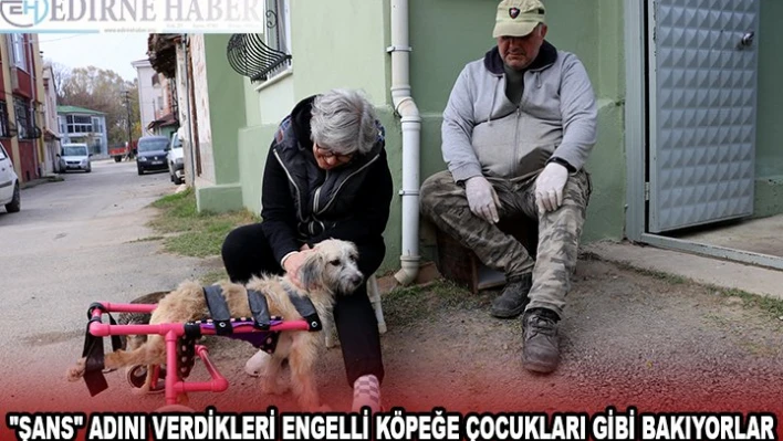 'Şans' adını verdikleri engelli köpeğe çocukları gibi bakıyorlar