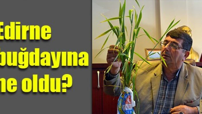 Buğdayımız hasta oldu