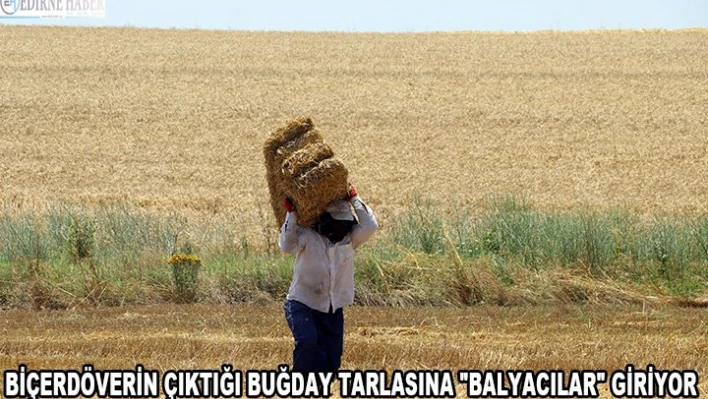 Biçerdöverin çıktığı buğday tarlasına 'balyacılar' giriyor