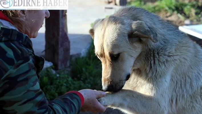 Hayvanseverlerin tedavi ettirilmesi talebi