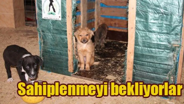Haydi sahiplenin