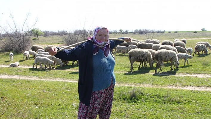 Sertifikalı çoban