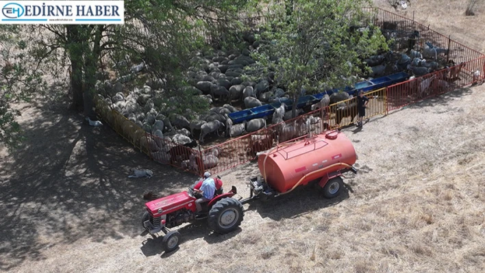 Besiciler, meralardaki hayvanlarına tankerlerle su taşıyor