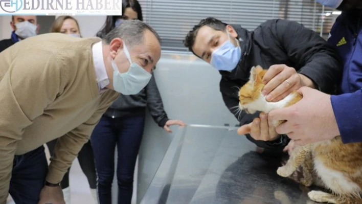Gürkan, otomobil çarpması sonucu yaralanan kedi hakkında bilgi aldı