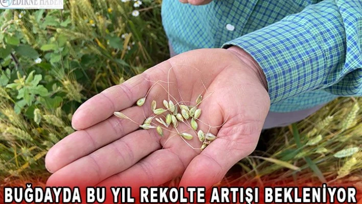 Buğdayda bu yıl rekolte artışı bekleniyor.