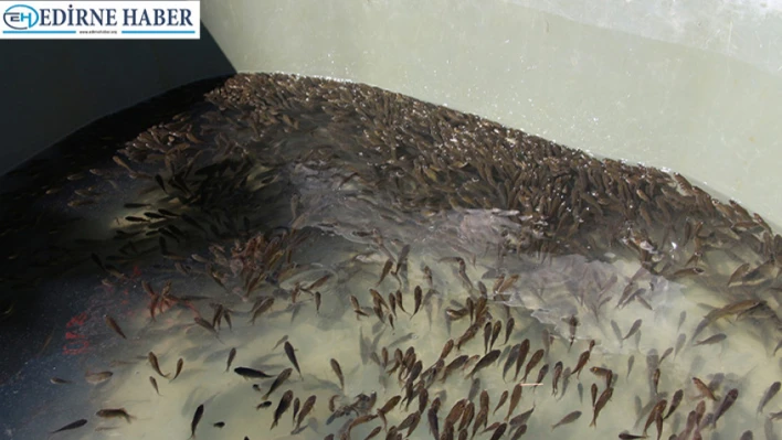 Bu yıl 10.5 milyon sazan balığı yavrusu üretildi