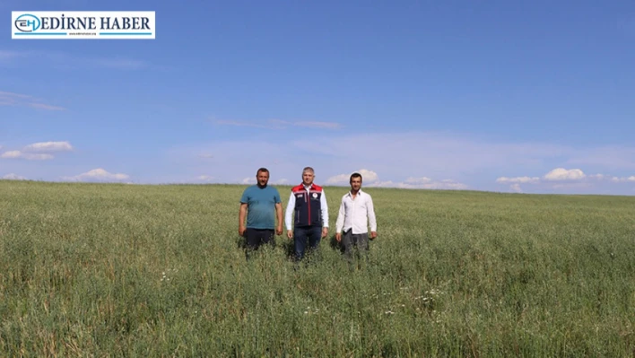 Buğday verimi için süneyle mücadele başladı