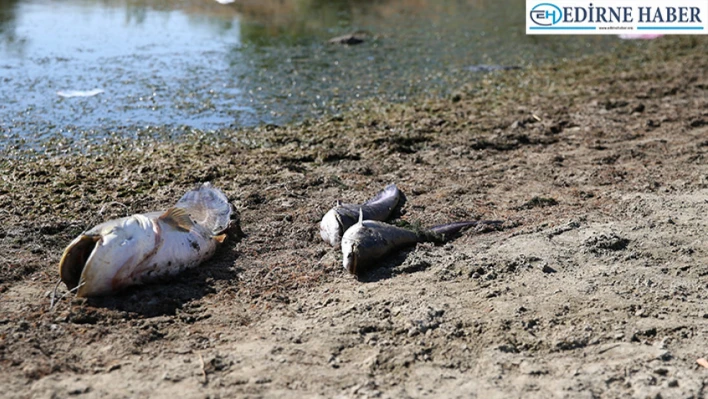 Büyük bölümü kuruyan gölette oksijensiz kalan balıklar öldü