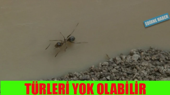 Türü tehlikede