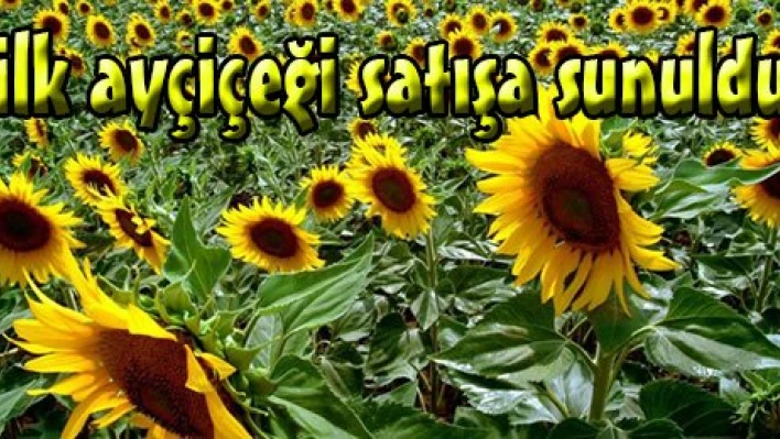 Keşan'da yılın ilk ayçiçeği satışa sunuldu