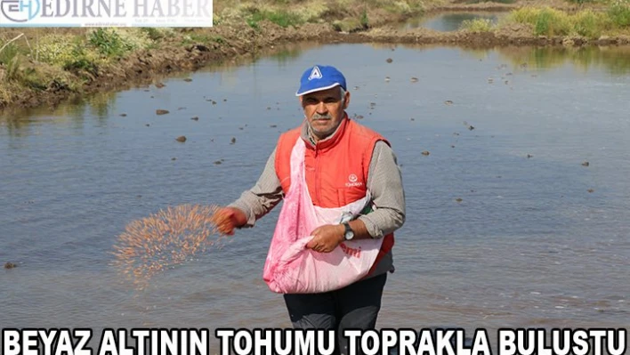 Beyaz altının tohumu toprakla buluştu